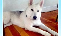 Breed: Siberian Husky
 
Age: Young
 
Sex: F
 
Size: M
Aurora is one lucky girl! She was pulled from death row in L.A. at the very last minute. This poor girl had an upper resp. infection, was very underweight and had more than THREE HUNDRED ticks embedded