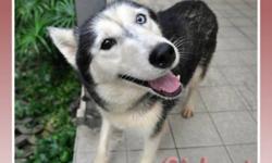Breed: Siberian Husky
 
Age: Young
 
Sex: F
 
Size: M
Gidget is a 2-3 year old female Siberian that we had pulled from a Gov't pound in Taiwan. She is outgoing and gregarious and moderate energy. She is super affectionate and LOVES to give kisses.. infact