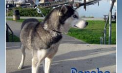 Breed: Siberian Husky
 
Age: Young
 
Sex: F
 
Size: M
PORCHE is a lovely 2yr old, purebred, ex-sled dog that has come to the Island to learn the luxuries awaiting a pampered house pet :). Before coming to us, this pretty blue-eyed purebred racing Siberian