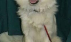 Breed: Spaniel American Eskimo Dog
 
Age: Young
 
Sex: F
 
Size: S
Missy was found in town amongst the traffic and was picked up to keep her safe. Strangely enough, an owner never came to claim her, so she is now up for adoption. She's an active young