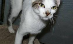 Breed: Domestic Short Hair-white Domestic Short Hair - buff and white
 
Age: Young
 
Sex: F
 
Size: M
This young female was found wandering the halls of an apartment building - quite emaciated. She's a very friendly kitten who wants nothing more than to