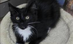Breed: Domestic Medium Hair
 
Age: Young
 
Sex: M
 
Size: M
+++ Available for adoption at Bosley's Terra Nova. Call 604-276-0083 +++
My name is Scrabble! I was found with my mom and siblings 6 months ago in Williams Lake and taken to the SPCA in hopes the