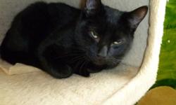 Breed: Domestic Short Hair-black
 
Age: Young
 
Sex: M
 
Size: M
Posted Nov. 2010. Panther is a very playful black kitten who can't get enough playtime with his roommates. Please call GBAR at (705) 445-5204 or email to cdhspets@yahoo.ca.
 
View this pet