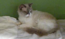 Breed: Ragdoll Himalayan
 
Age: Young
 
Sex: M
 
Size: S
Please call GTHS at (705) 445-5204
Khan is a young male ragdoll X, He had to have minor eye surgery on one eye only. its perfectly fine now. He loves to play and is very friendly and full of energy
