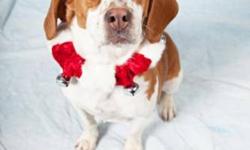 Breed: Beagle
 
Age: Young
 
Sex: M
 
Size: M
Hi there, my name is Beau and I am looking for a forever home. Let me tell you a bit about myself. I love people and like hanging out with other dogs. I am still pretty young so I really like to play and