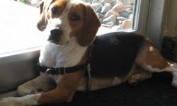 Breed: Beagle
 
Age: Young
 
Sex: M
 
Size: S
Bobbie is a friendly, curious little boy who loves to play. He gets along well with other dogs, unsure about cats. At times he can become a little too excited when playing with other dogs and the beagle bark