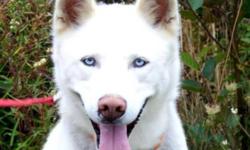 Breed: Husky
 
Age: Young
 
Sex: M
 
Size: L
There are a lot of things we can about Casper, but one thing for sure is that he is one handsome boy, no doubt about that! With his beautiful, mostly white coat, and piercing blue eyes, he is a heartbreaker for