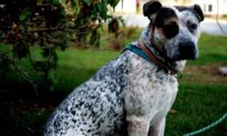 Breed: Cattle Dog Great Dane
 
Age: Young
 
Sex: M
 
Size: L
Skip is a big loveable goofy boy who will quickly bring a smile to your face. Always looking for someone to play with, he is thoroughly convinced that he is a lap dog. He is very friendly with