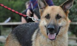 Breed: German Shepherd Dog
 
Age: Young
 
Sex: M
 
Size: L
King is a 2yr old Shepherd with a sweet disposition. Very affectionate and craving attention. Listens well but will require obedience as he tends to jump up to say hello. King has travelled all