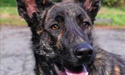 Breed: German Shepherd Dog
 
Age: Young
 
Sex: M
 
Size: M
A behaviour counselling session with our Adoption Staff is necessary before adopting this animal.
This dog gets easily over excited. He needs lots of exercise and outings with guardian. He may