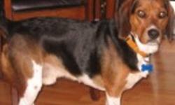 Breed: Beagle
 
Age: Young
 
Sex: M
 
Size: M
NOTE: Jake travelled from Newfoundland to Alberta to find a foster home, transportation fees apply to her adoption.
Hi there, my name is Jake and I am a very handsome boy looking for a home. I love hanging out