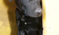Breed: Labrador Retriever
 
Age: Young
 
Sex: M
 
Size: L
Dexter is a wonderful fellow. He is happy and playful and loves people. Dexter is good with young children and is desparate for attention, he would make a great family companion. Dexter is