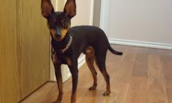 Breed: Miniature Pinscher
 
Age: Young
 
Sex: M
 
Size: S
TUCKER: 13-14 months; neutered; vaccinations up-to-date (last booster Aug. 2/11); housetrained. This purebred min pin is playful, curious, and intelligent with a fair vocabulary. He loves to