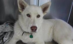 Breed: Husky
 
Age: Young
 
Sex: M
 
Size: M
Meet Ranger, an 8 month old Husky mix. Ranger is a nice guy, who is full of love and energy. This med sized man likes other dogs, kids and is a prime candidate for a running partner, agility training or a sking