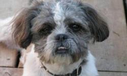 Breed: Shih Tzu
 
Age: Young
 
Sex: M
 
Size: S
If you've been looking for an affectionate little dog, look no further. Gizmo is a thoroughly delightful fellow born around October 2010 who will provide a lifetime of cuddles and smiles to whoever is