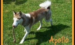 Breed: Siberian Husky
 
Age: Young
 
Sex: M
 
Size: L
Meet Apollo, a gorgeous 2 year old red husky boy. Apollo is an owner surrender from Vancouver who is looking for a family who can give him lots of love, security and exercise. Apollo is a typical