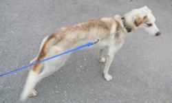 Breed: Siberian Husky
 
Age: Young
 
Sex: M
 
Size: M
Damon is a super friendly neutered male Siberian Husky cross. Unsure what he is crossed with but he IS full grown at 2 yrs and 8 months old, and is just a medium sized fellow. He is skinny right now as
