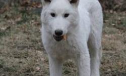 Breed: Siberian Husky Alaskan Malamute
 
Age: Young
 
Sex: M
 
Size: L
Courtesy Posting - Nanuk is located in Alberta.
Nanuk is a male 4 month old low content wolfdog. He came as a rescue from a backyard breeder. Nanuk will require a home that is able to