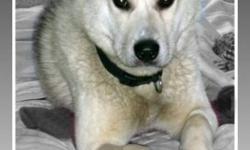 Breed: Siberian Husky
 
Age: Young
 
Sex: M
 
Size: M
Jonah&#8217;s has had a tough year! On Jan 3, 2011 he was found by Terrace RCMP after being hit by a train! . Jonah was rushed by the officer to the local vet clinic in order to undergo immediate