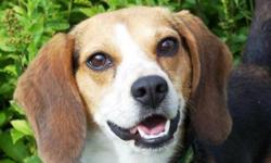 Breed: Beagle
 
Age: Young
 
Sex: M
 
Size: M
Please meet Snoopy, an adorable Beagle who we think is even cuter than Charlie Brown's Snoopy. He is just a little fella which makes him the perfect size for cruising around in your car & for snuggling on the