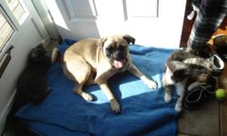 Have a Pug x dog, male. we were told he was mixed with chihuahua, but we dont see that.
he is almost 2 years old
he has all of his shots, neutered, micro chipped
he is a very social dog with other dogs, cats, and people.
good disposition, loving, full of