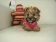 ?? TOY SIZE MORKIE ?? 1 girl left! - NON SHEDDING/HYPOALLERGENIC