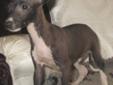 1 yearl old brown and white Italian Greyhound boy
