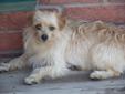 1 Yr Old Male Morkie for Sale (Maltese x Yorkie), House Trained