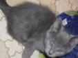 2 calico 1 grey kittens free