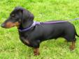 2 full bread dachshunds for sale brother and sister