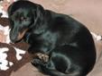 2 full bread dachshunds for sale brother and sister