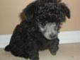 2 SILVER FEMALE TEACUP SIZE TOY POODLES