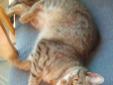 2 yr old Female Tabby for a good, loving home