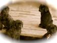 3 Female English Mastiff Puppies