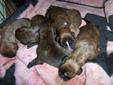 4 BEAUTIFUL BOXER PUPPIES!! PRICE REDUCED!!