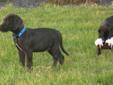 4 male Lab / great dane pups available!