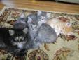 5 Adforable Kittens fo Go