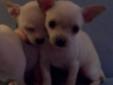 5 White Teacup Chihuahua Puppies, 1 Brown Puppy