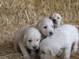 $500 Pure Breed Golden Retriever Puppies