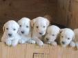 $500 Pure Breed Golden Retriever Puppies