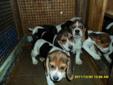 6 Beautiful Beagle Puppies for sale