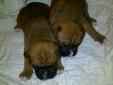 6 Pure Bred Boxer Puppies