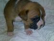 6 Pure Bred Boxer Puppies