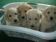 8 Adorable Goldendoodle puppies waiting for a loving home!