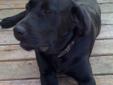 9 chocolate & black lab puppies - Lg breed