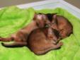 Abyssinian Purebred Kittens ACFA Registered