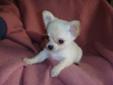 Adorable Chihuahua puppies ready for a loving home.