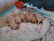 Adorable Golden Retriever Puppies For Sale!!!