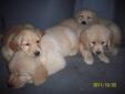 Adorable Golden Retriever Puppies