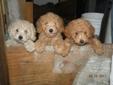 Adorable Miniature Poodle Pups